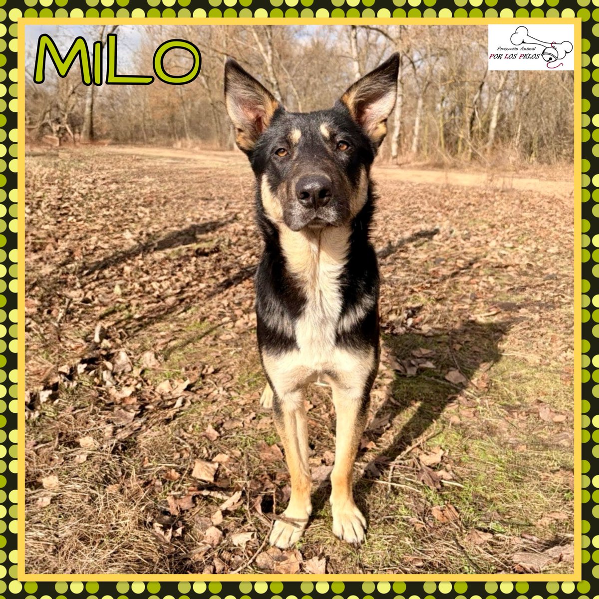 PerreraToledo's tweet image. 🐶MILO🐶 MUY URGENTE: está solo en una hípica. Tiene 1 añito y es de tamaño medio. Necesita que le vea un veterinario, cojea de una patita.Nadie se hace cargo de él! Pedimos #acogida para poder sacarle de ahí. 👉 protectoraporlospelos.org/ficha-2233