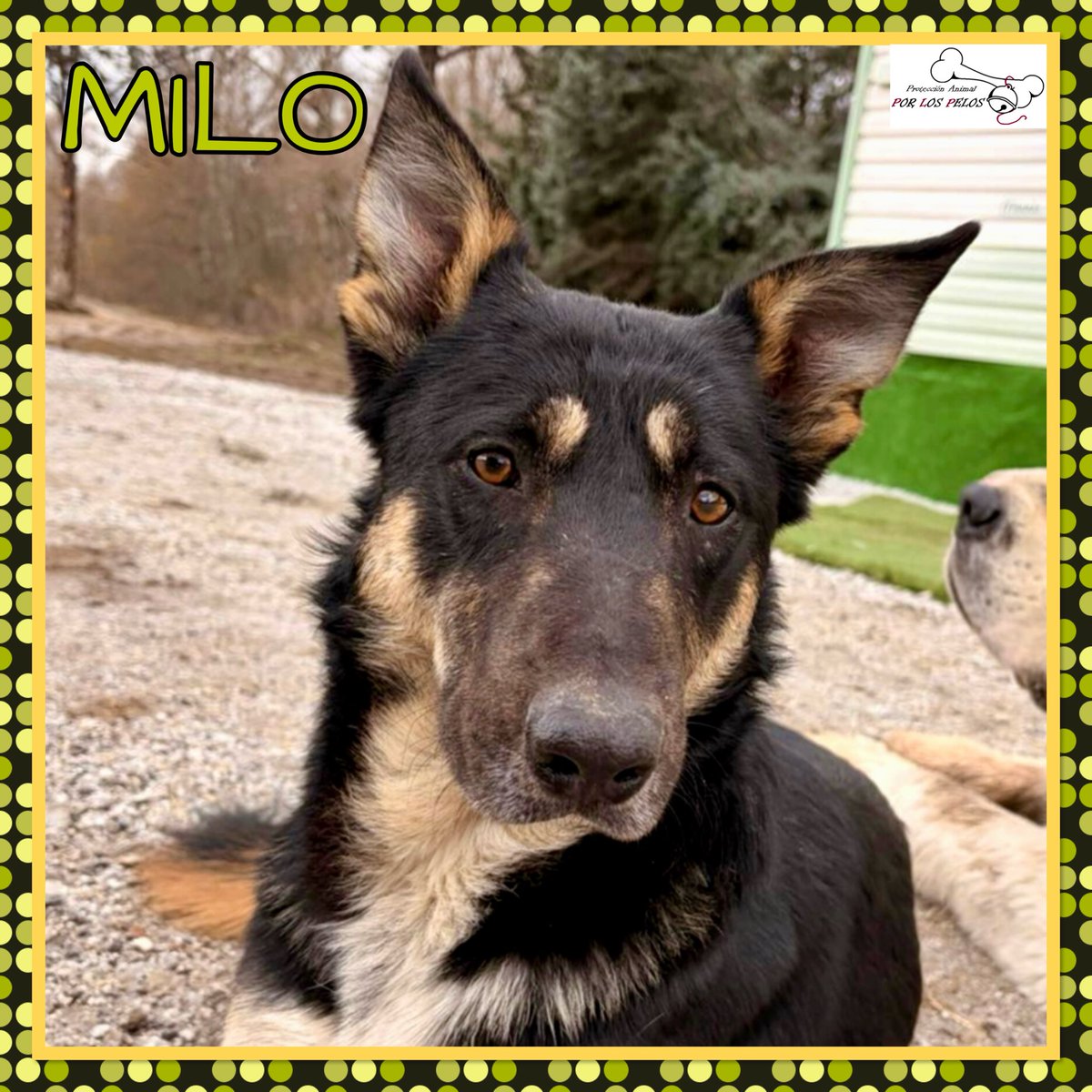 PerreraToledo's tweet image. 🐶MILO🐶 MUY URGENTE: está solo en una hípica. Tiene 1 añito y es de tamaño medio. Necesita que le vea un veterinario, cojea de una patita.Nadie se hace cargo de él! Pedimos #acogida para poder sacarle de ahí. 👉 protectoraporlospelos.org/ficha-2233