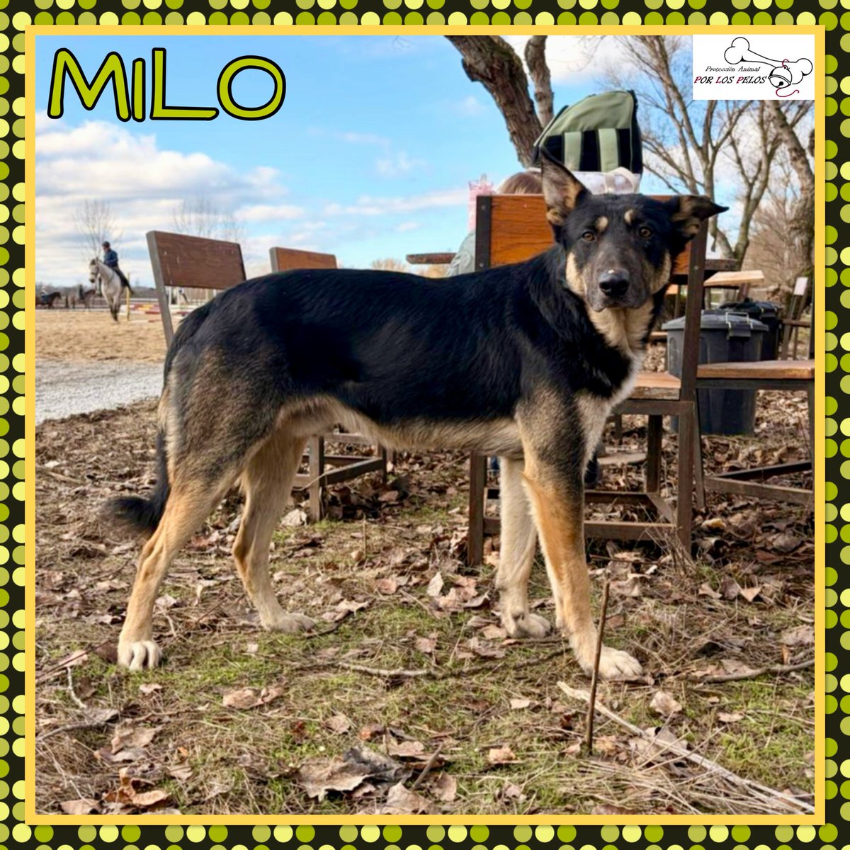 PerreraToledo's tweet image. 🐶MILO🐶 MUY URGENTE: está solo en una hípica. Tiene 1 añito y es de tamaño medio. Necesita que le vea un veterinario, cojea de una patita.Nadie se hace cargo de él! Pedimos #acogida para poder sacarle de ahí. 👉 protectoraporlospelos.org/ficha-2233