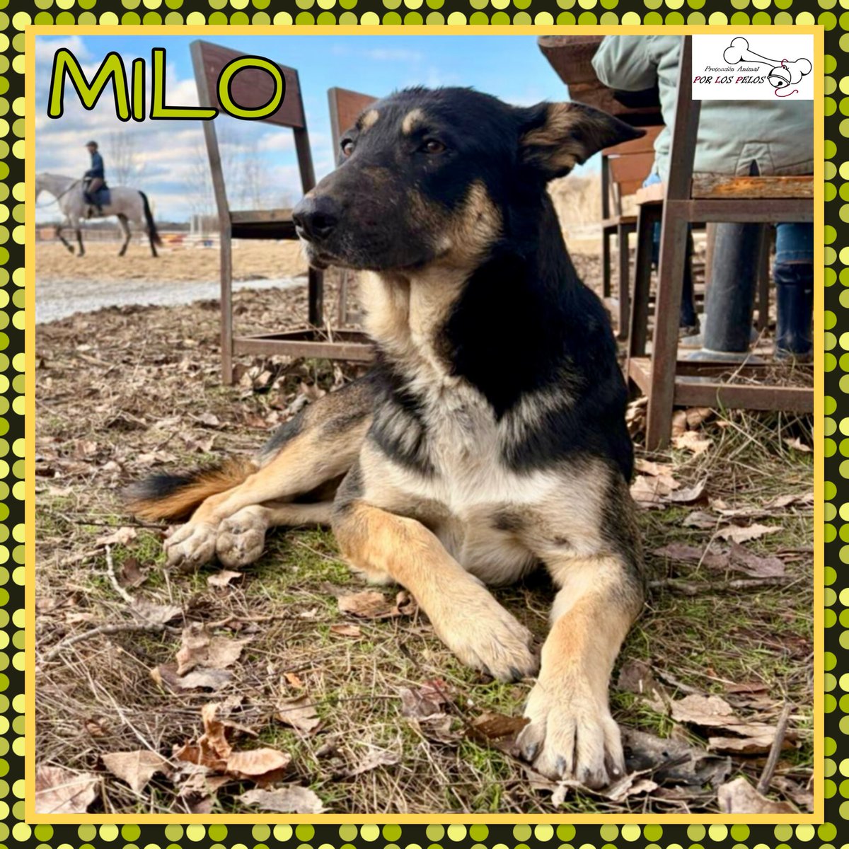 🐶MILO🐶 MUY URGENTE: está solo en una hípica. Tiene 1 añito y es de tamaño medio. Necesita que le vea un veterinario, cojea de una patita.Nadie se hace cargo de él! Pedimos #acogida para poder sacarle de ahí. 👉 protectoraporlospelos.org/ficha-2233