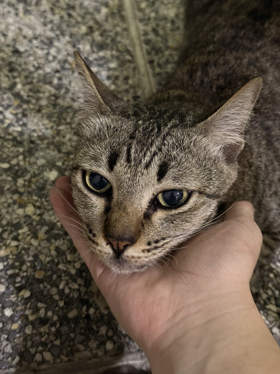 littleyinyinx's tweet image. ขอพื้นที่หาบ้านให้แม่กำไลอีกรอบ 🥺🙏🏻

อยากให้กำไลได้บ้านจริงๆ เราเห็นกำไลมาตั้งแต่เป็นแมวจรนอนใต้ท้องรถ พลาดท้อง คลอดลูก ชีวิตลำบากมาก อยากให้ทุกคนเปิดใจในการรับเลี้ยงแมวโต🏡 เพราะกำไลเป็นเด็กดีมากๆ เรียบร้อย นิสัยดี อ่อนโยน อยากให้น้องมีบ้านที่อบอุ่นไปตลอดชีวิตค่ะ⭐️✨