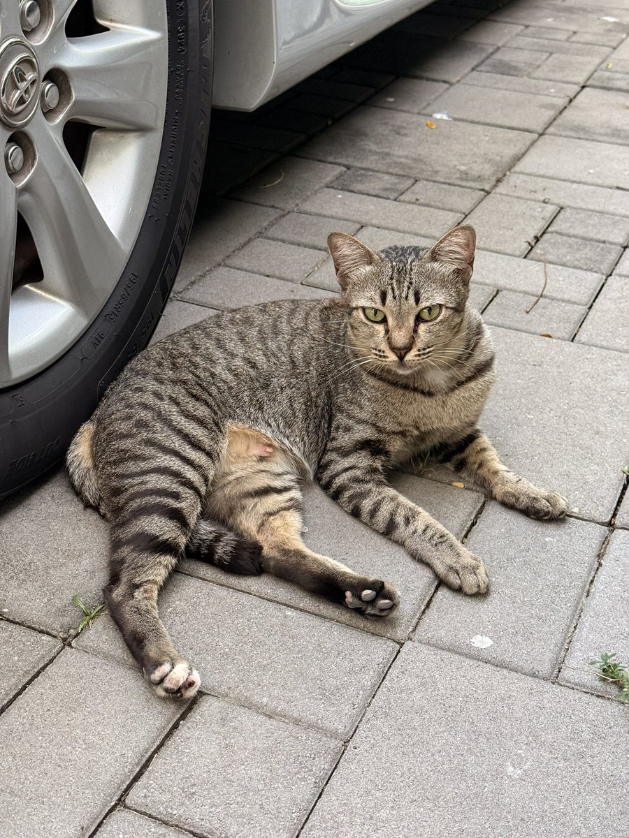 littleyinyinx's tweet image. ขอพื้นที่หาบ้านให้แม่กำไลอีกรอบ 🥺🙏🏻

อยากให้กำไลได้บ้านจริงๆ เราเห็นกำไลมาตั้งแต่เป็นแมวจรนอนใต้ท้องรถ พลาดท้อง คลอดลูก ชีวิตลำบากมาก อยากให้ทุกคนเปิดใจในการรับเลี้ยงแมวโต🏡 เพราะกำไลเป็นเด็กดีมากๆ เรียบร้อย นิสัยดี อ่อนโยน อยากให้น้องมีบ้านที่อบอุ่นไปตลอดชีวิตค่ะ⭐️✨