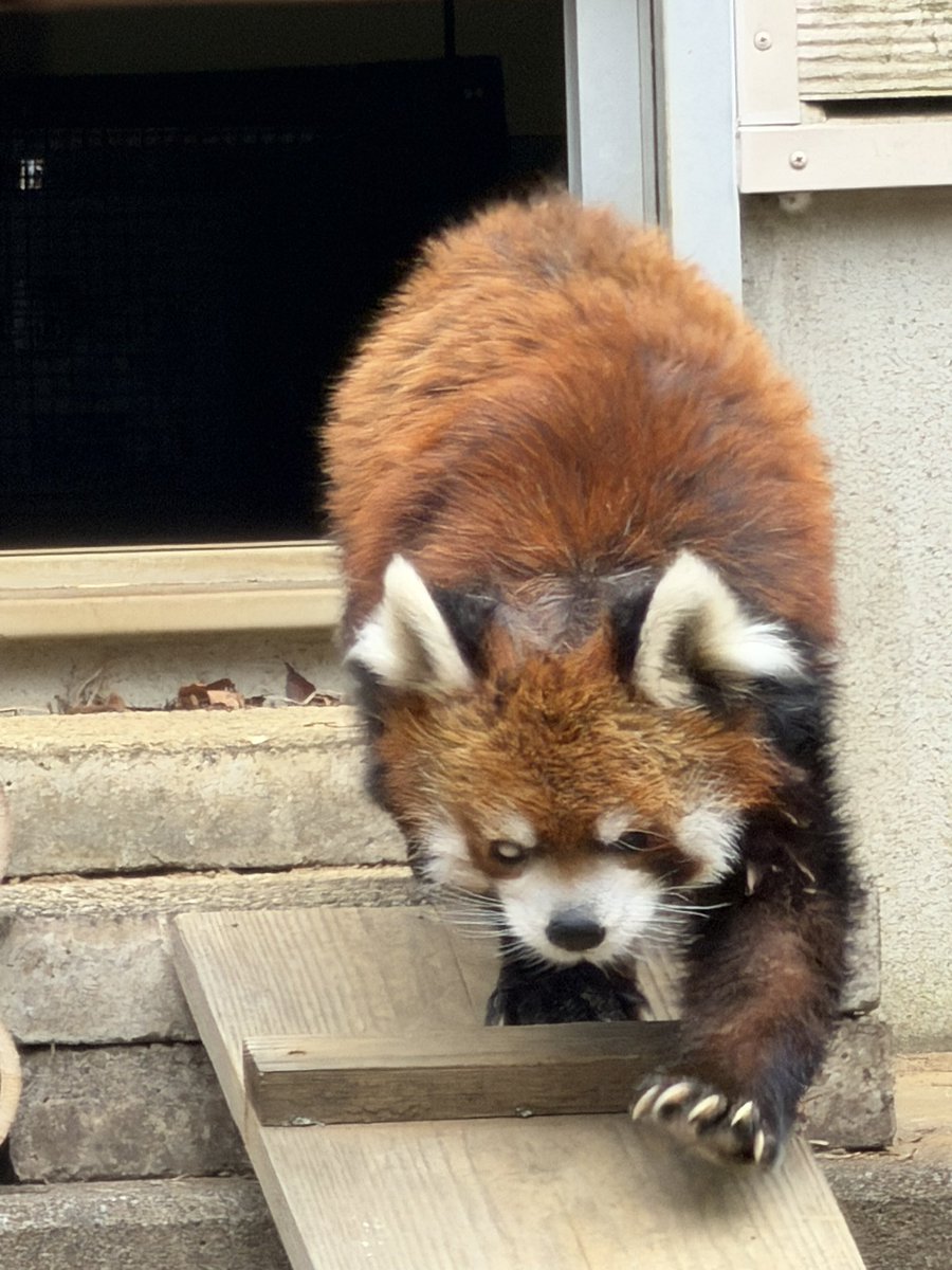 JG24E12's tweet photo. 1月20日
風太さん、表の小屋で丸まってる姿、何回もおもてに出て歩きまって元気でしたよ😀 https://t.co/Ift5NPug8y