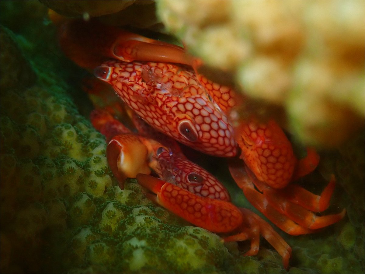 Earth Observatory SG tweet media