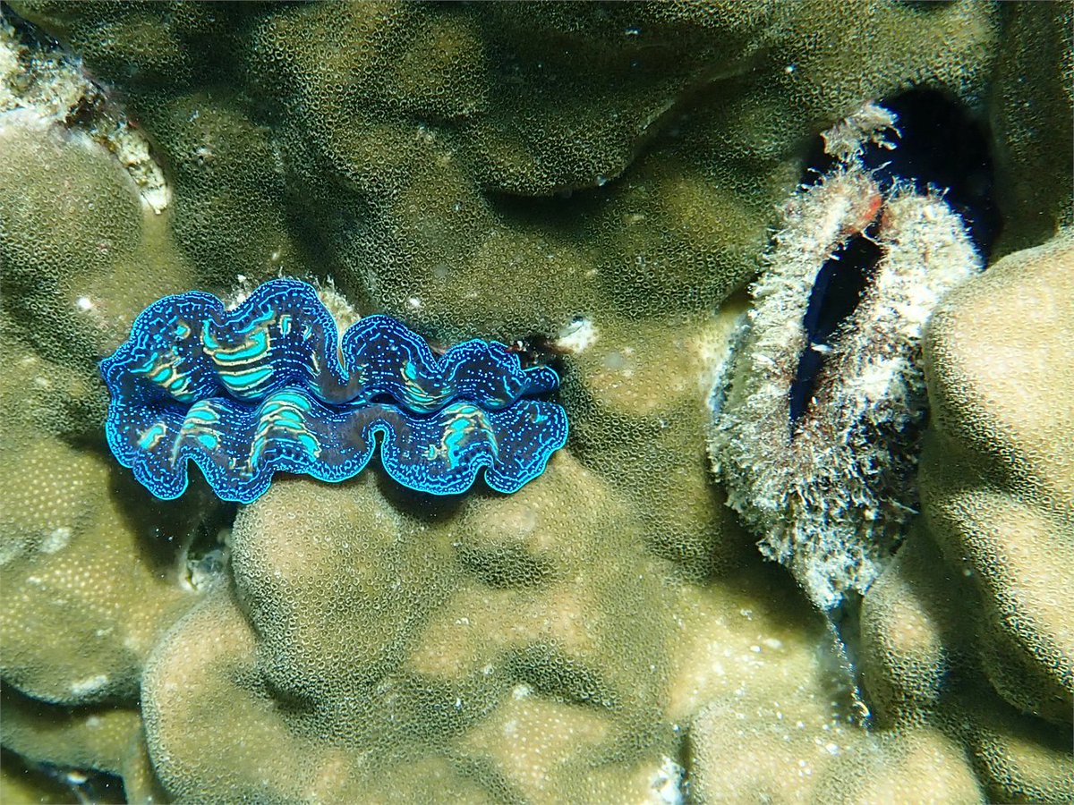 Earth Observatory SG tweet media