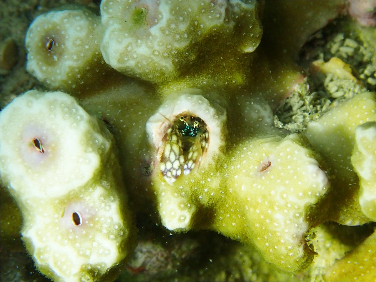 Earth Observatory SG tweet media