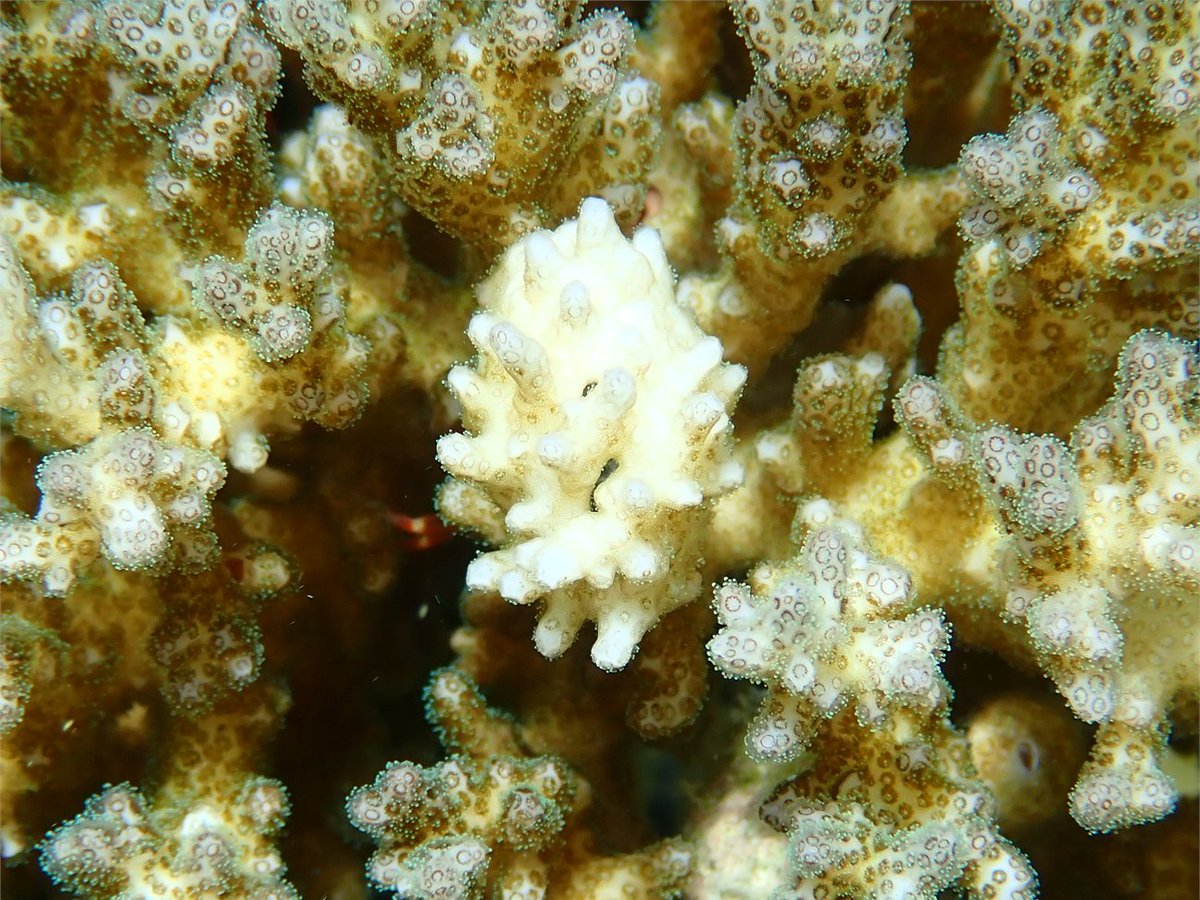 Earth Observatory SG tweet media