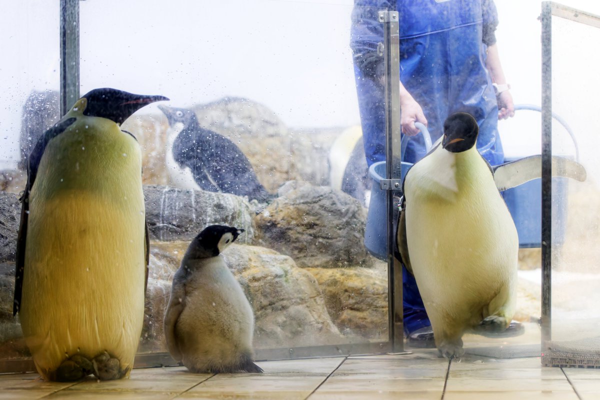 お母さん、入室🐧

#エンペラーペンギン 
#アドベンチャーワールド