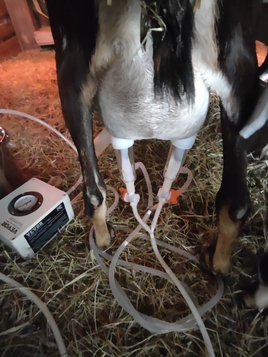 CornbreadRTR's tweet image. Milking goats this morning, I'm getting about Gallon of milk a day. 👍🏻
#beprepared