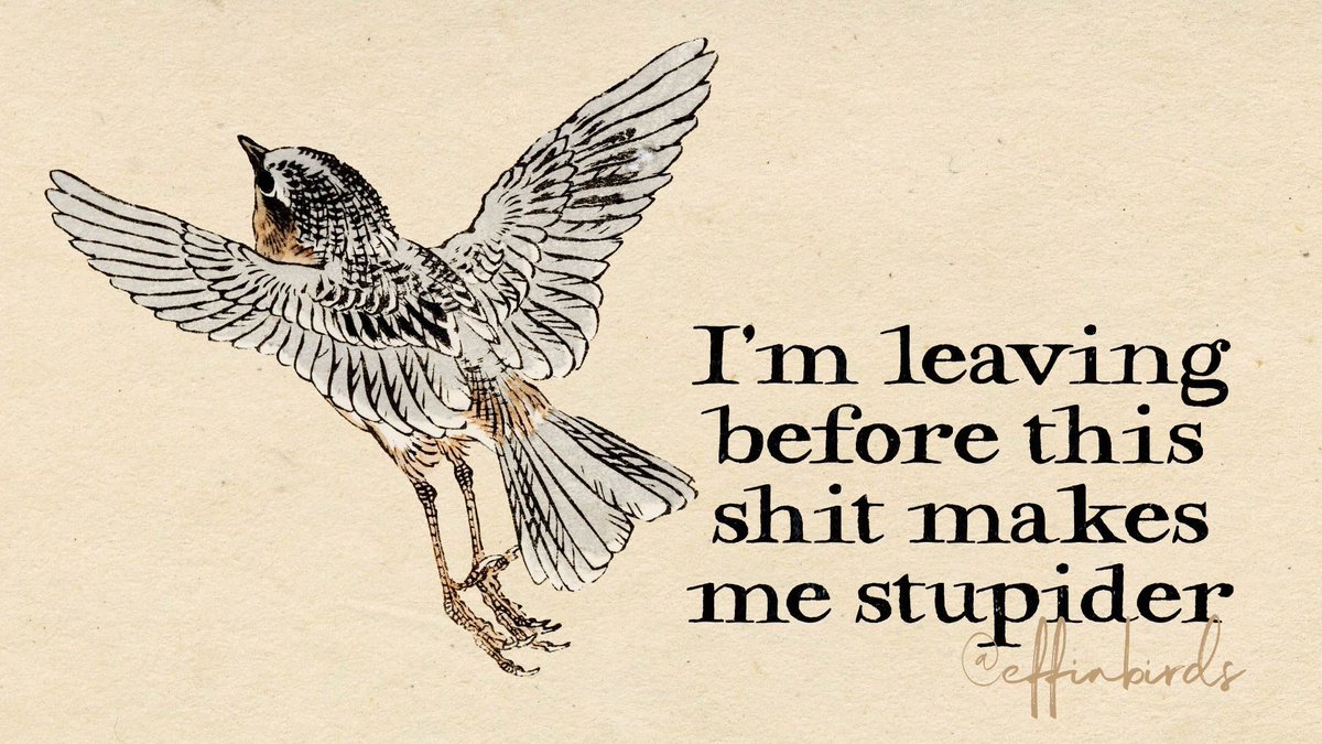 Effin' Birds tweet media