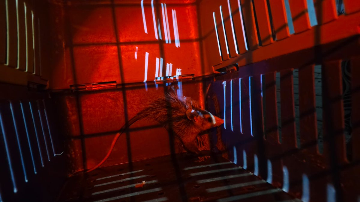 ✓ 05:43 | Rescate Animal Carrera 16 #7-162 (Esquina Calle de Las Chuchas) – Personal bomberil rescata zarigueya al interior de vivienda, la traslada en guacal y libera en zona libre sin complicaciones. #Girardota #Emergencias #CuidoDelAmbiente