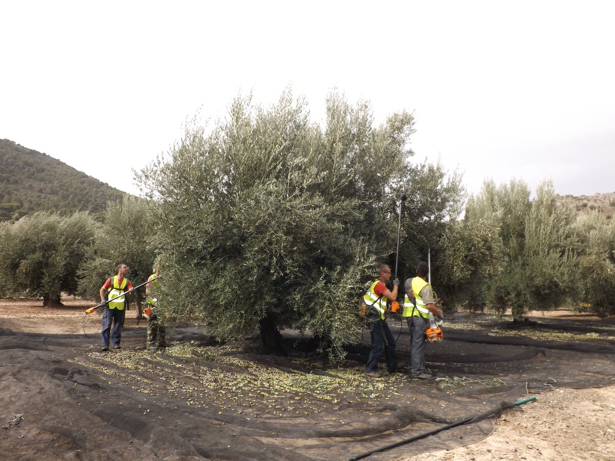 DOSierraMagina's tweet photo. BALANCE: A 15/01 se habían recogido 78500 t de aceituna en las entidades de nuestra DOP para obtener 16092 t de aceite de oliva.
Estimamos que nos encontramos al 70% de la campaña, que podría llegar a las 115000 t de aceituna
Esto supondría bajada del 25% sobre cosecha anterior https://t.co/FaPWG03OnS