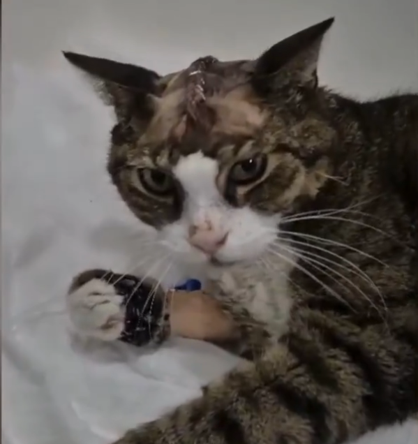 Balıkesir'de beynindeki kafatası büyüklüğündeki tümör nedeniyle yürüme yetisini kaybeden kedi Finçır, 3 saat süren zorlu ameliyat sonrası sağlığına kavuştu.