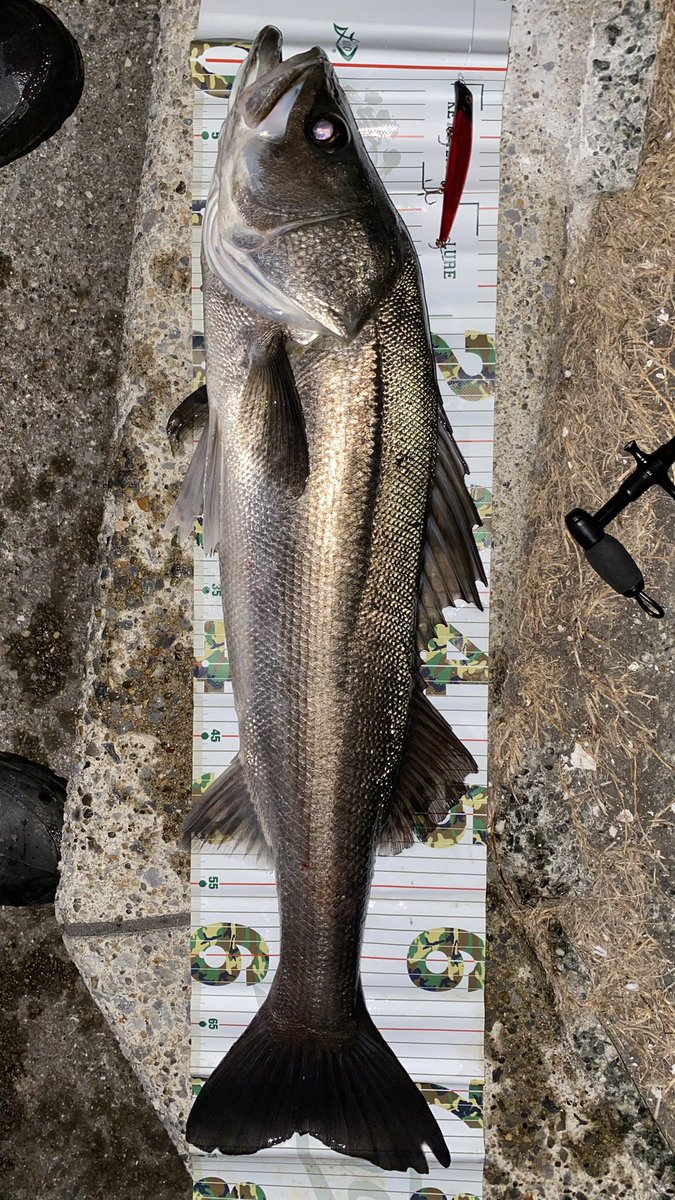 SeabassREPSOL's tweet image. 旧江戸川　河口

定点でボイルしてるやつを片っ端から引っこ抜いてきました⭐︎

釣果はちょっとめんどくさいからよく読んでね

シーバス4
チヌ1
ジョインテッドクロー1
バラシ2