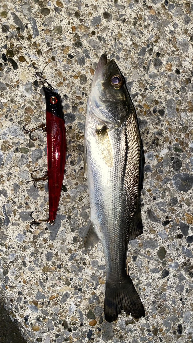 SeabassREPSOL's tweet image. 旧江戸川　河口

定点でボイルしてるやつを片っ端から引っこ抜いてきました⭐︎

釣果はちょっとめんどくさいからよく読んでね

シーバス4
チヌ1
ジョインテッドクロー1
バラシ2