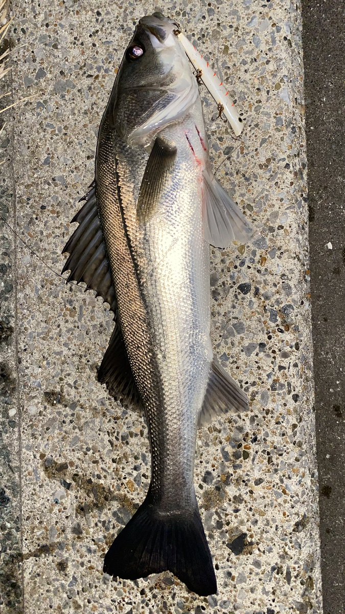 SeabassREPSOL's tweet image. 旧江戸川　河口

定点でボイルしてるやつを片っ端から引っこ抜いてきました⭐︎

釣果はちょっとめんどくさいからよく読んでね

シーバス4
チヌ1
ジョインテッドクロー1
バラシ2