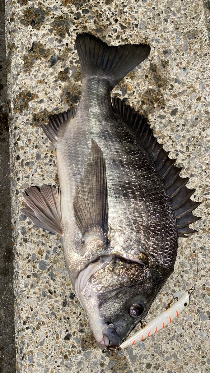 SeabassREPSOL's tweet image. 旧江戸川　河口

定点でボイルしてるやつを片っ端から引っこ抜いてきました⭐︎

釣果はちょっとめんどくさいからよく読んでね

シーバス4
チヌ1
ジョインテッドクロー1
バラシ2