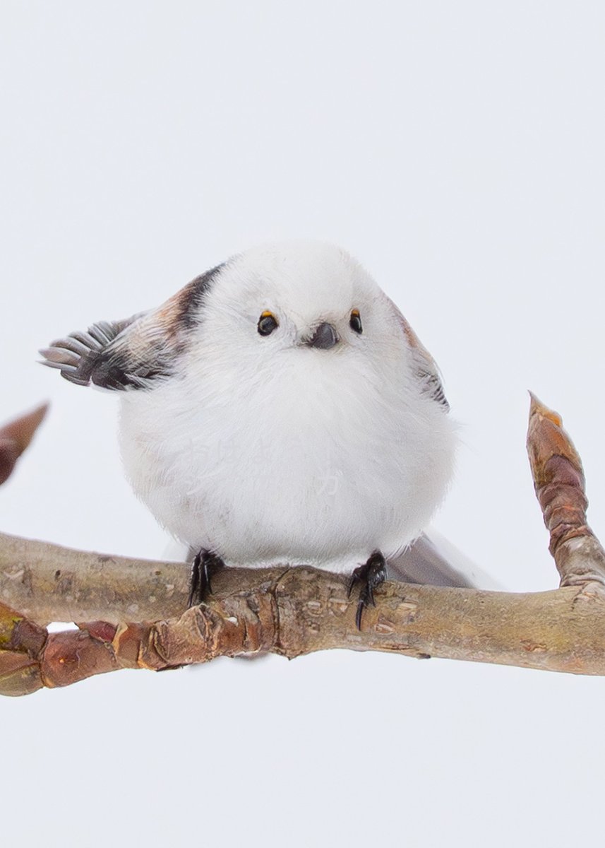 ぽってりシマエナガです