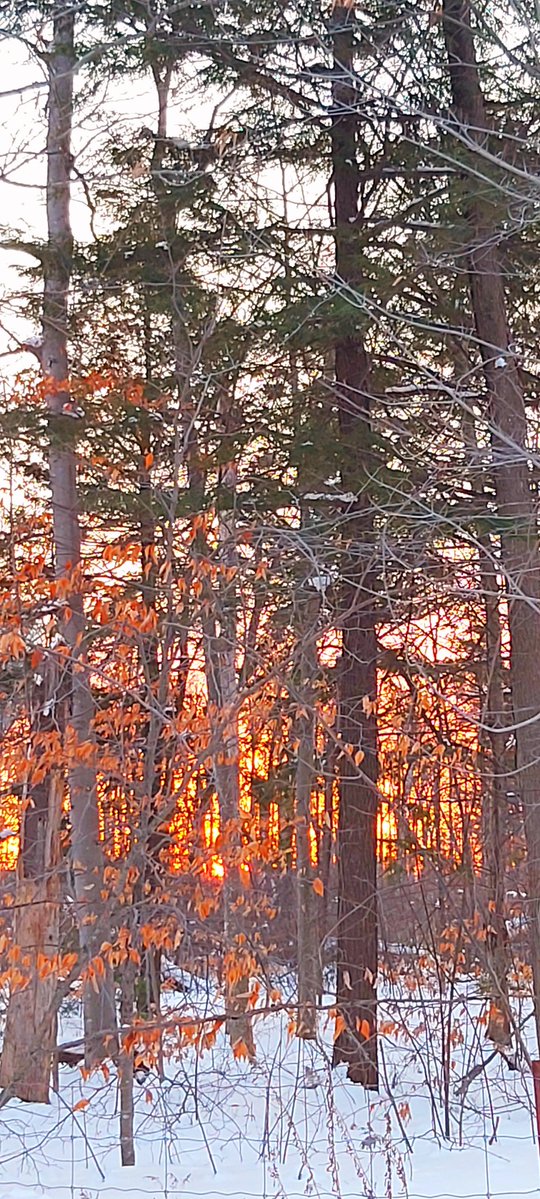 mohamudmohamud's tweet image. Good morning everyone, 😀🐫☀️