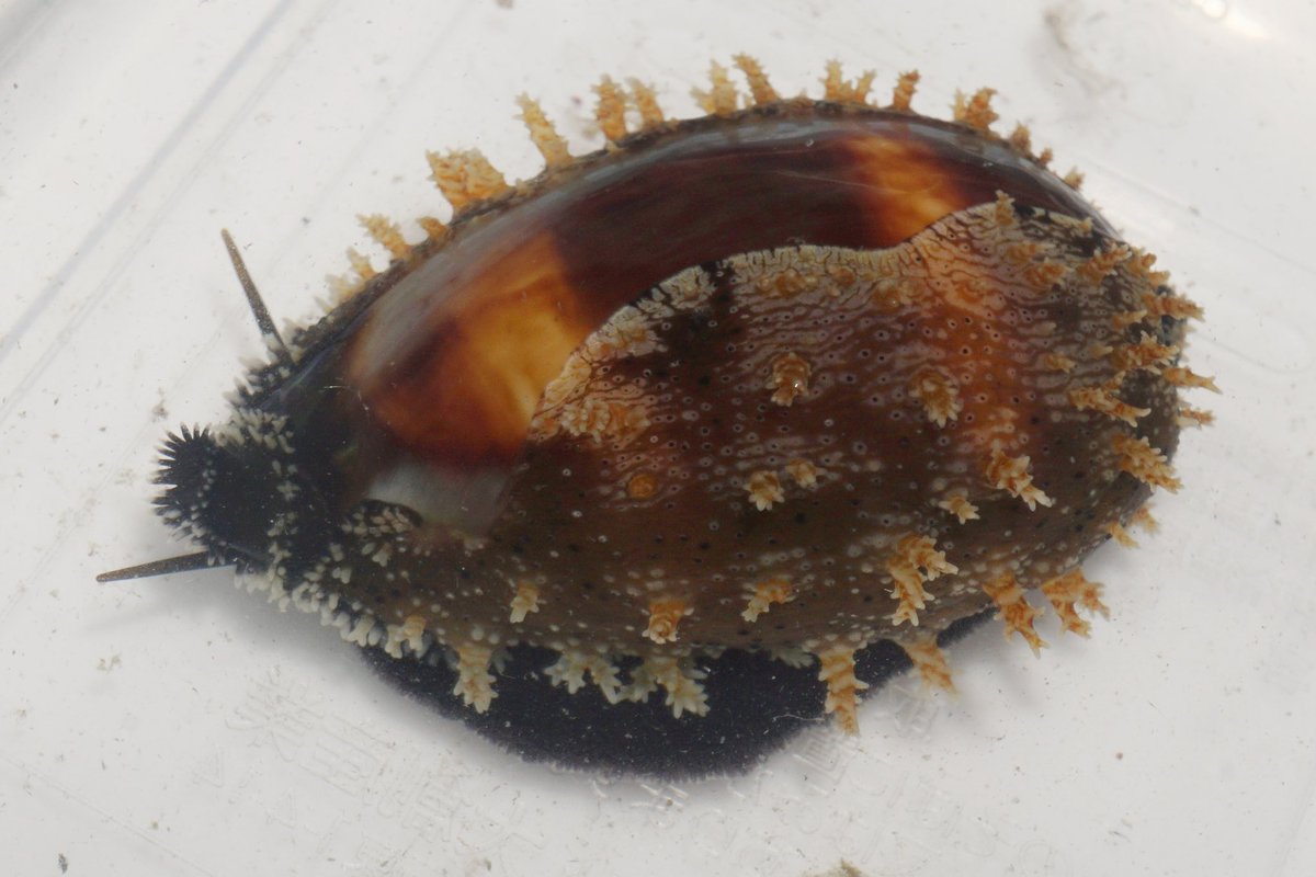 クチグロキヌタ
Erronea onyx   (Linnaeus,1758) 
種小名の通りオニキスのようなタカラガイ。居る環境に癖がある印象。いつも行く場所では毎回見ている。貝に魅せられるきっかけになった種類なのでとても好き
