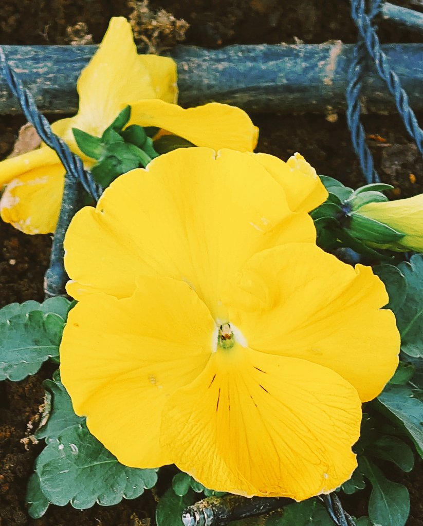 水曜日、お疲れ様でした🙇

雲が主役の寒い朝。公園には寒さなんかに負けない💪と、言わんばかりに元気に咲いていたパンジー☺️
「君は強いねー」

明日はさらに寒くなりそうです🥶
くれぐれもお身体ご自愛下さい😊

#パンジー
#朝の公園