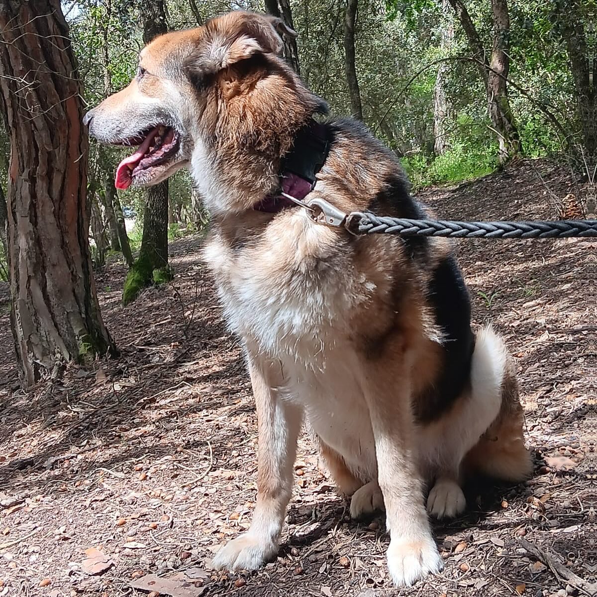 #BARCELONA
Este bellezón que en marzo cumplirá los 9 años, es #NERO. Lamentablemente, su humano ha fallecido y él se ha quedado solito. 

Se necesita encontrarle un nuevo hogar, donde no le falten cuidados y mucho cariño.

Contacto; info@amicsdelsanimalsdosrius.org