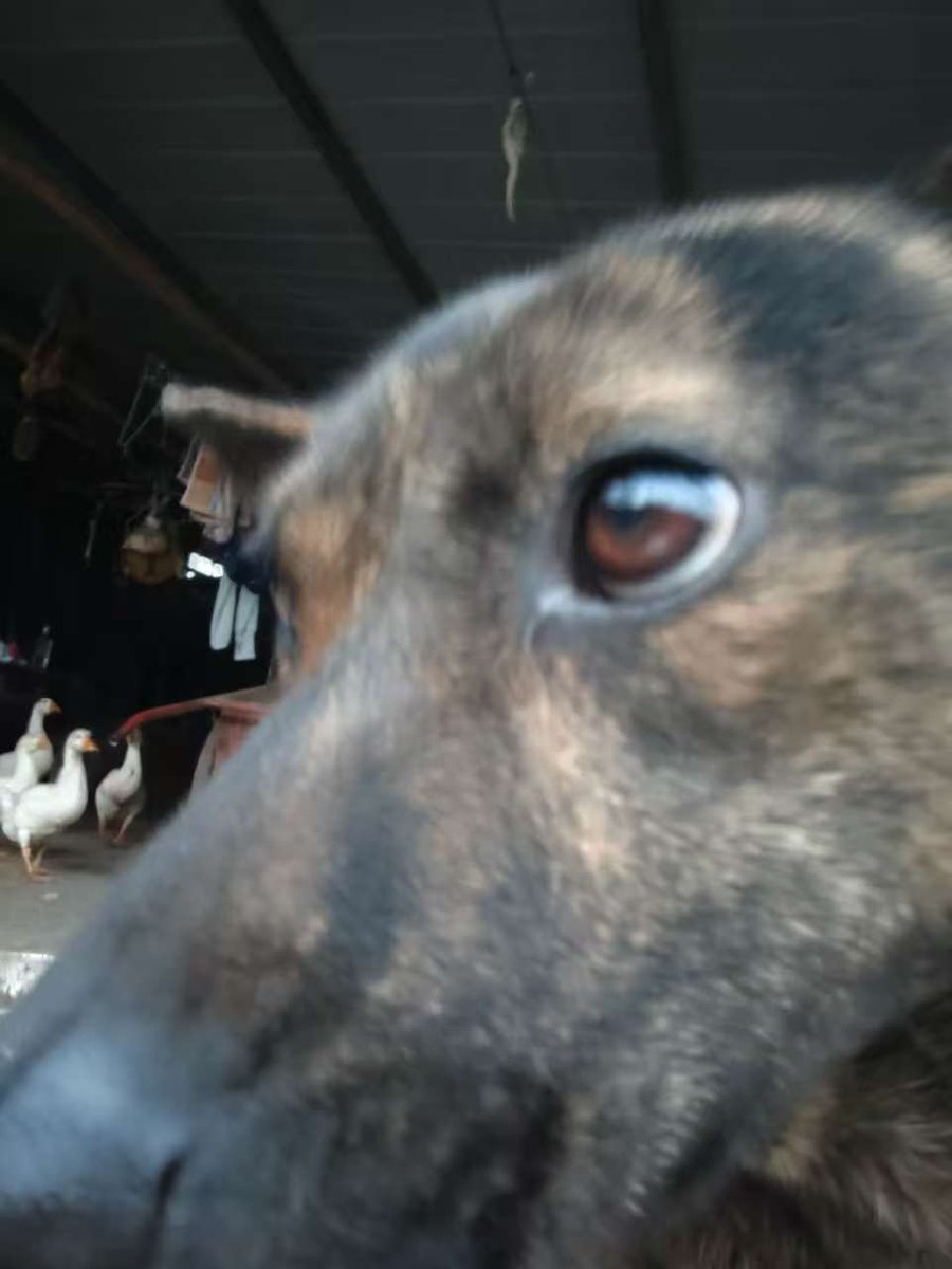philoiq's tweet photo. Emotional Dog https://t.co/51hQWBugpz