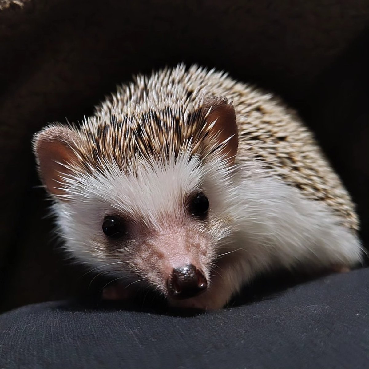 harisan (@5010Harisan) / Posts and Replies / X