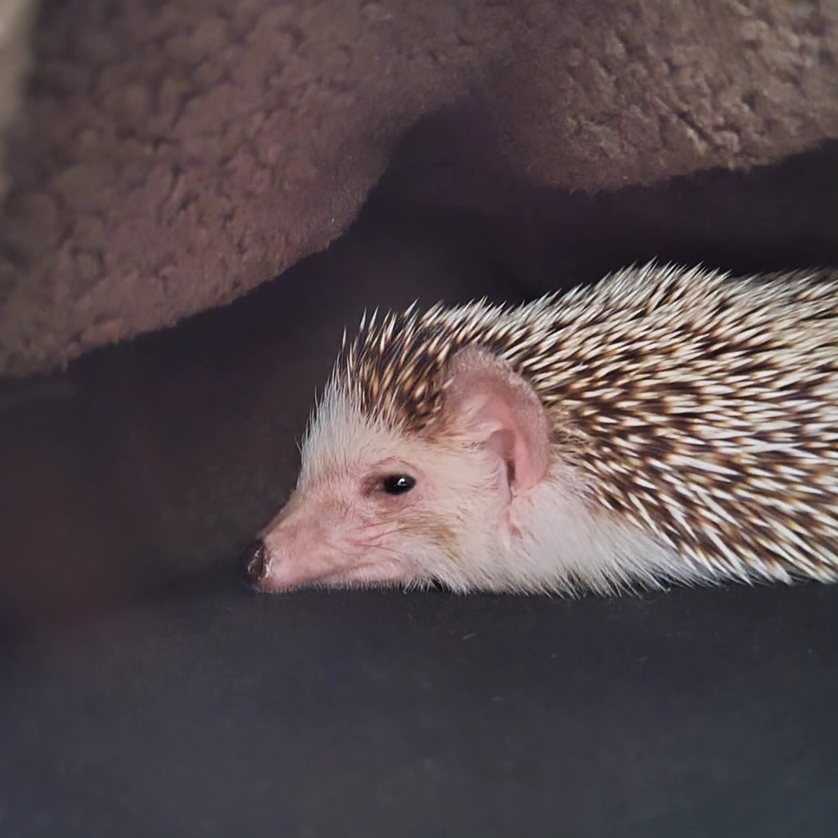 harisan (@5010Harisan) / Posts and Replies / X