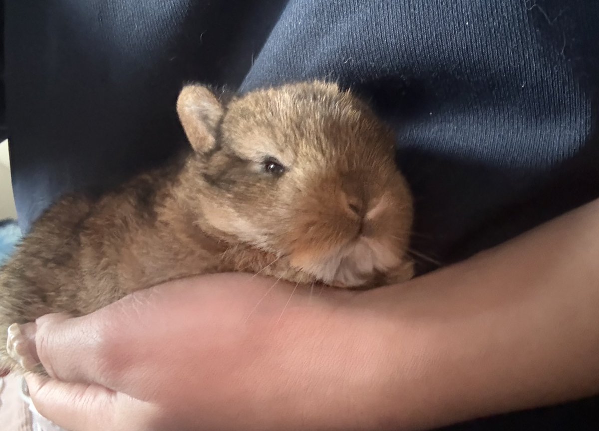 子供といっしょで成長の流れなんて一瞬
そう思わせてくれる大切な存在
数日の成長記録