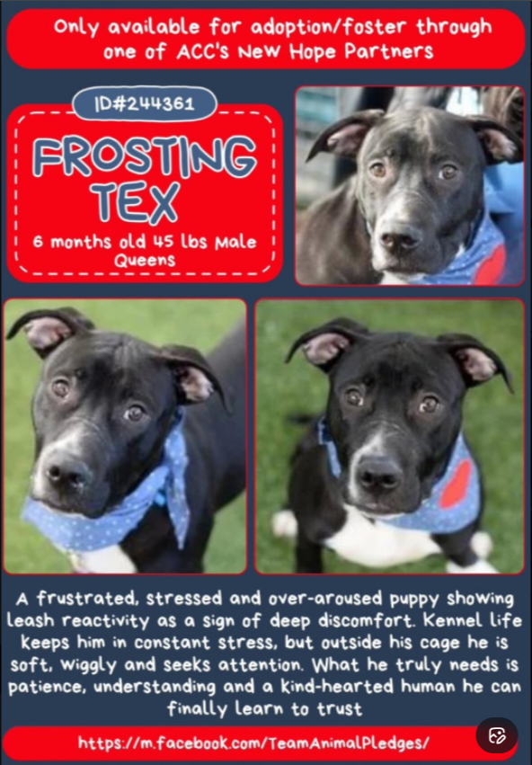 NMBewitched's tweet photo. #WednsdayMorning
#FostersSaveLives
Frosting Tex is Reserved🎉
Thank you #Foster & #Rescue
@TAPNYACC will post details
Village, tysvm🙌 https://t.co/sNxB09yfnH
