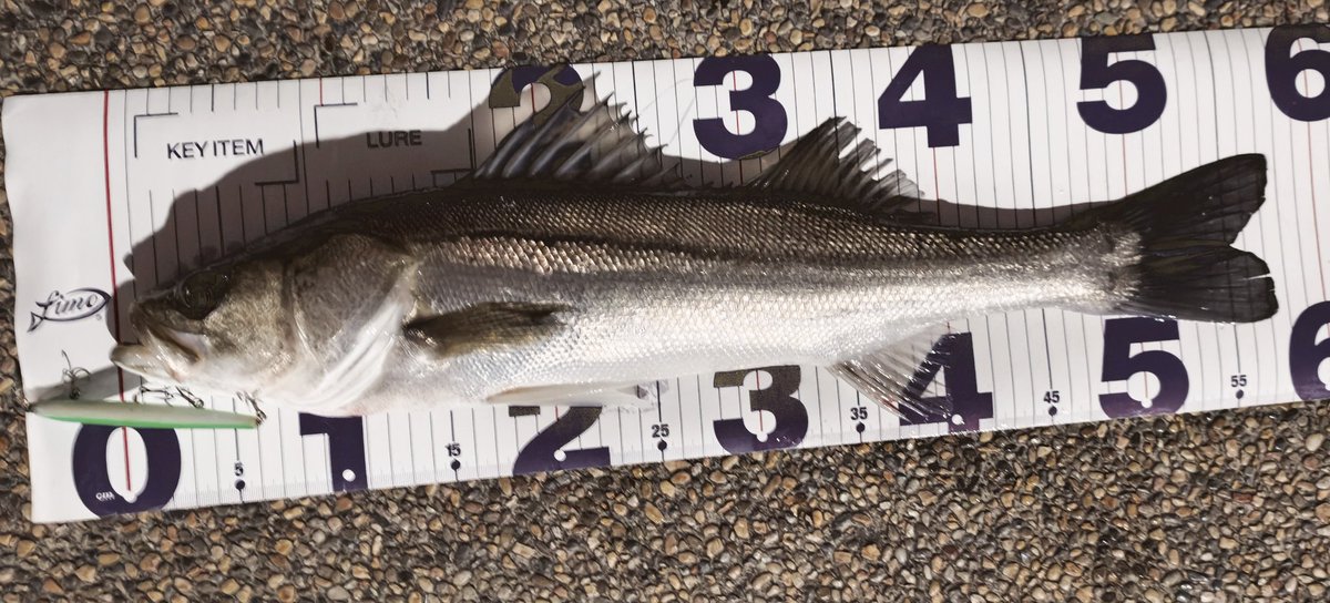anakin01sw's tweet photo. 今年初のシーバス！
バチはやや抜け。
でも魚の数が少ない。。
ボイルも少なくタフな状況。
あまりにも弱々しいバイトに、本当にフージンZ 6thの感度じゃなきゃ拾えなかったと思う。
改めて思う、この竿の凄さを。。
#apia 
#フージンzイブラン
#スイッチヒッタースリム
#バチ抜け https://t.co/h6UMOiDS8B