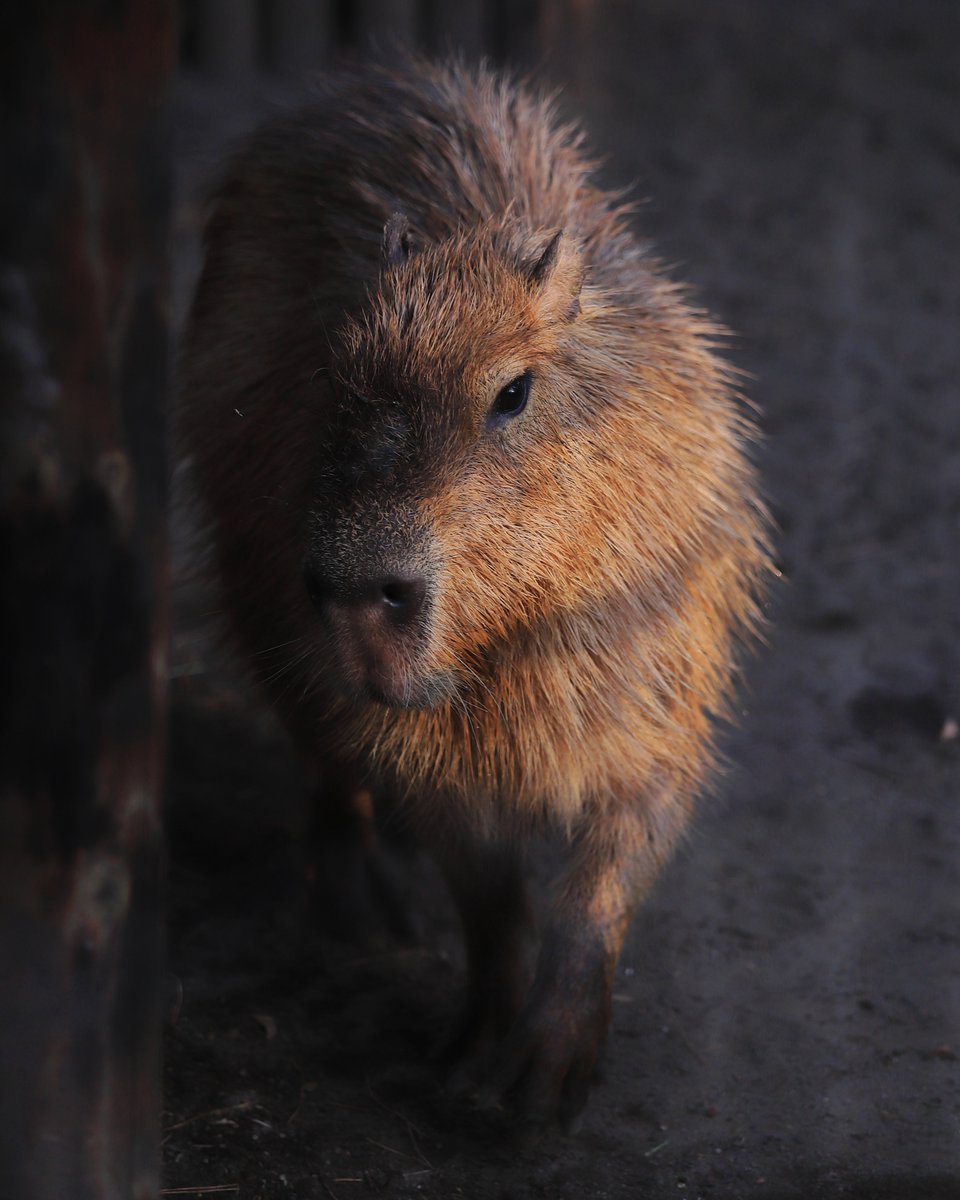 カピバラ子ページ けろけろ (@capyanimal) / Posts / X