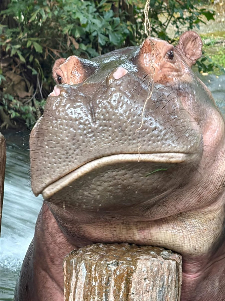 and_khamoo's tweet image. ฉันรู้ว่าฉันสวย 5555 #hippo #PygmyHippo #ขาหมูแอนด์เดอะแก๊ง #หมูเด้งเด้งกี่โมง #Moodeng #พี่ขาหมู #สวนสัตว์เปิดเขาเขียว