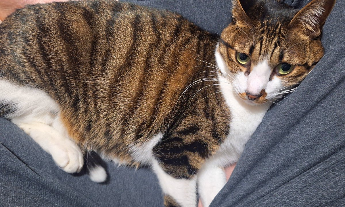 umesheet's tweet image. 私の足の間に挟まってふみふみしてくれてるかわいいかわいい猫ﾋﾟｬﾝ