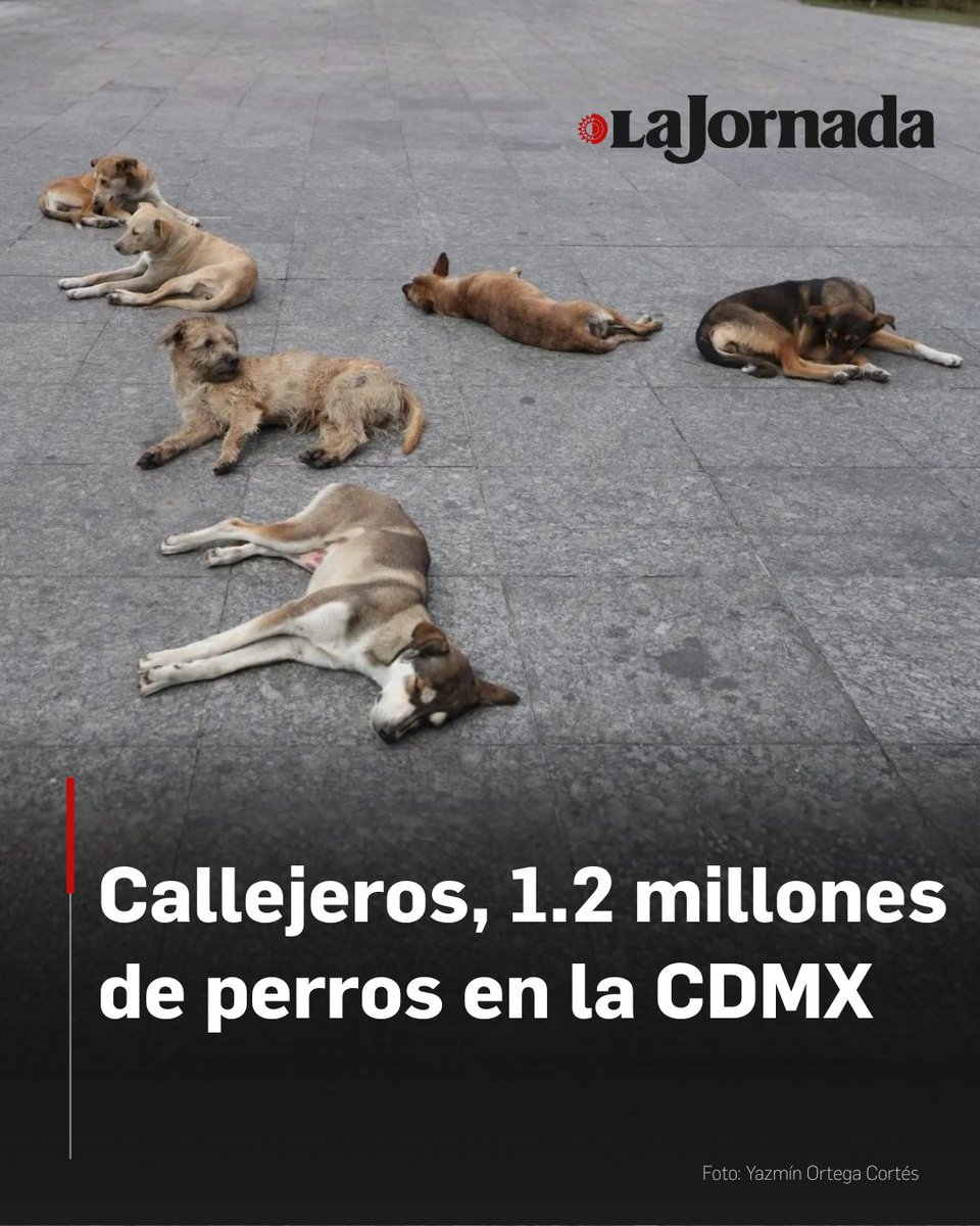 lajornadaonline's tweet image. La Ciudad de México enfrenta una crisis de bienestar animal sin precedentes: se estima que más de un millón de perros viven en las calles, víctimas del abandono por falta de planeación, crisis económicas o extravío.

A pesar de que la PAOT recibe 4 mil denuncias anuales (siendo…
