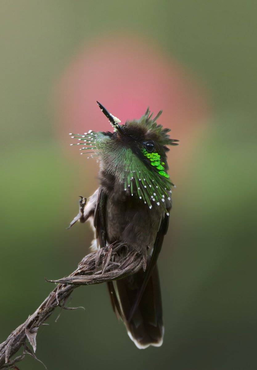 Este es uno de los colibries más hermosos del país con más especies de colibries del Planeta. 🇨🇴
Coqueta Verde.
📍Granada Meta.