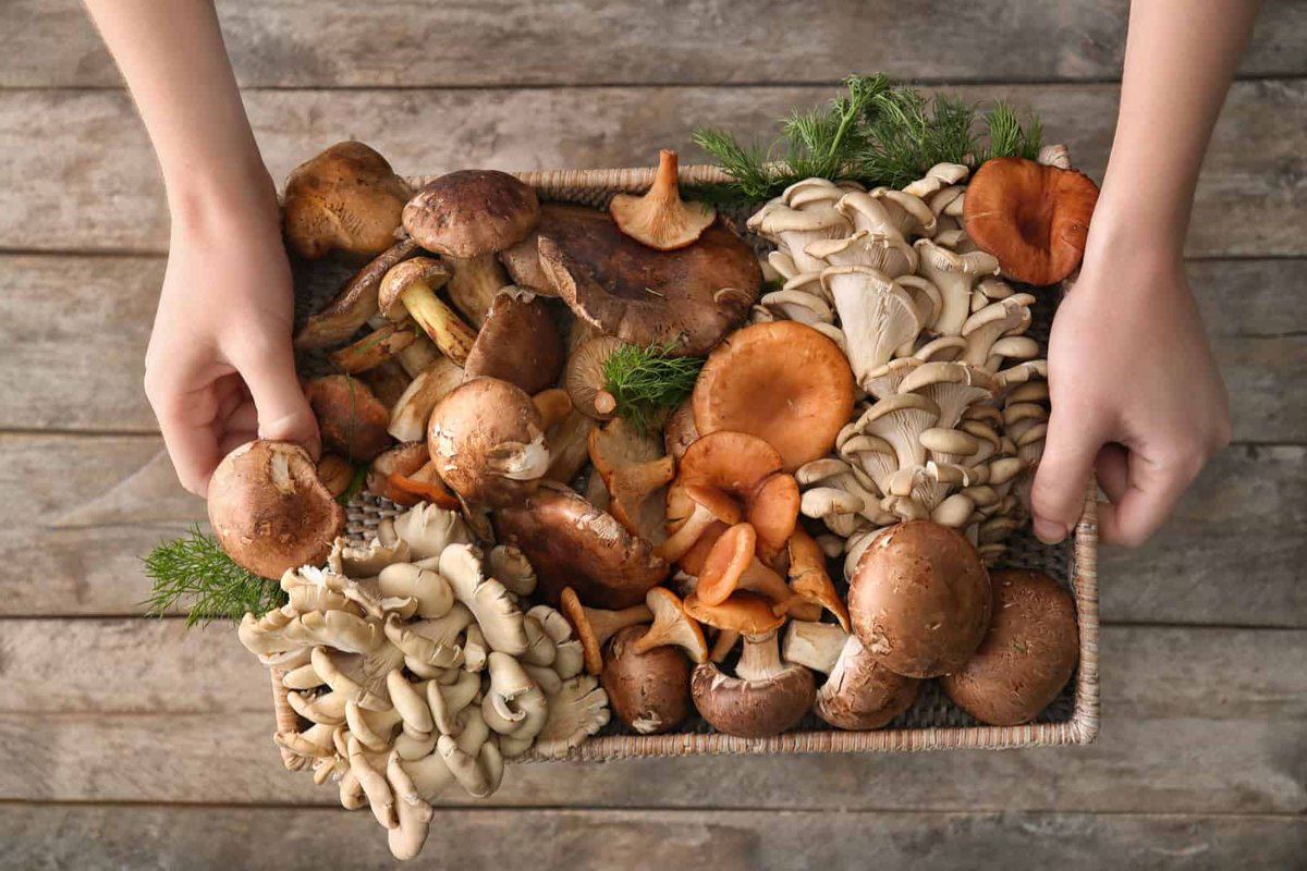 Want to know what mushrooms you can start incorporating in your diet? Check out the Fab Five of Fungi – a collection of magical mushrooms that promise to elevate your well-being in the most impressive way possible! 🍄✨#mushtooms #culinarymushrooms

vegezy.com/vegezys-fab-fi…