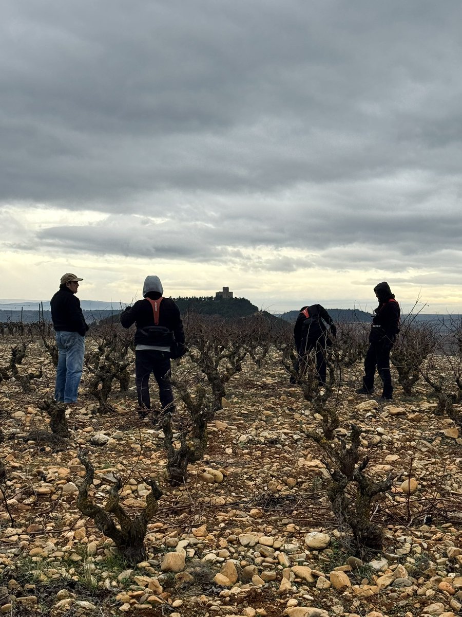 Bodega_Contador's tweet photo. Imagen de esta misma mañana en la viña “La Raicilla”. Durante estos días nos hallamos en plena poda de invierno, un trabajo duro que se desarrolla soportando el viento y las bajas temperaturas propias de la época invernal. https://t.co/WHXOUPMLdZ