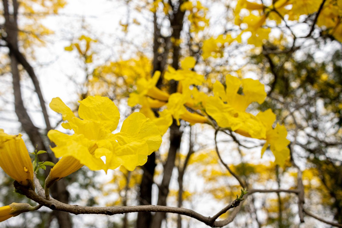 Así luce el campus de la #ESPOL por estos días 🌼
El florecimiento de los #guayacanes le da al paisaje un tono distinto.