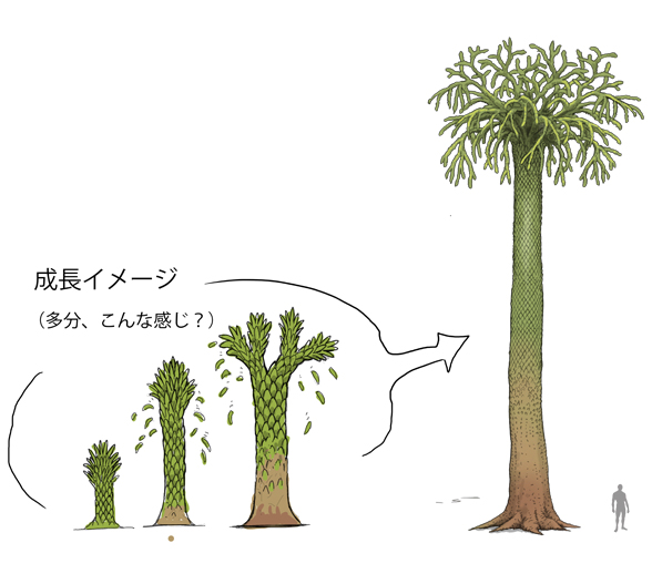 satoshikawasaki's tweet image. 今日の古生物

レピドデントロン（Lepidodendron）

石炭紀（3億6000万年前～2億8600万年前）の
代表的な植物。

シダ植物ヒカゲノカズラ類の植物だが、
高さ４０ｍはあっただろうという巨木。
幹の表面はヘビの鱗が連なっているように
見えるので、
「鱗木（リンボク）」と呼ばれる。…