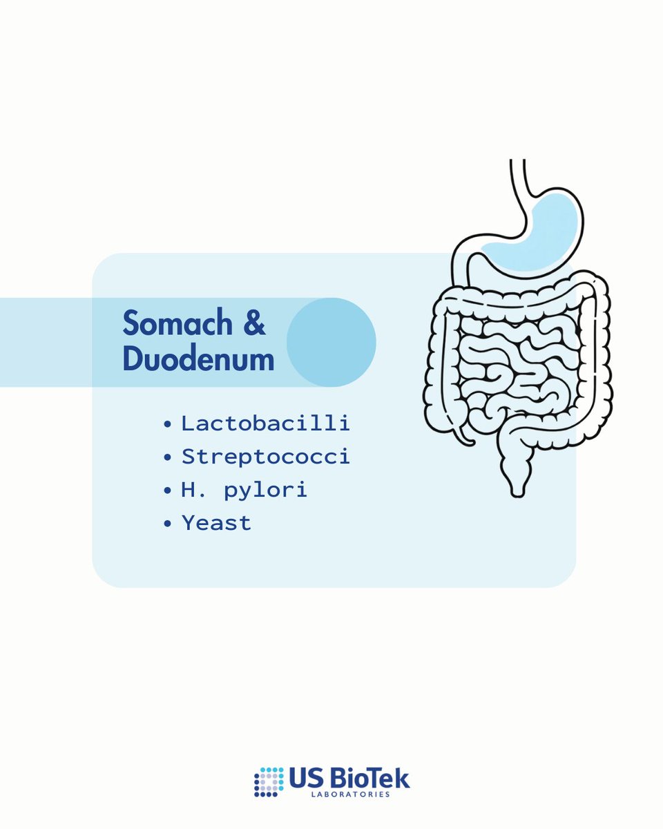 🔍 We look at gut bacteria by GI region, not just as a single snapshot.
📍 From the stomach and duodenum
📍 To the jejunum and ileum
📍 To the colon