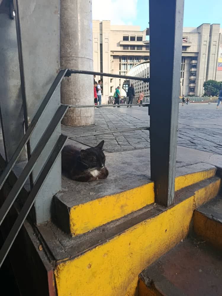 PerroUsuario's tweet photo. Este gatito se encuentra en la entrada Norte del Terminal Rio Tuy en Ccs. Ayudemos a difundir para prestarle ayuda. Tiene una fuerte afección en la zona genital anal y está bastante fea . Inf 04126314758. https://t.co/ubgXRdYF6U