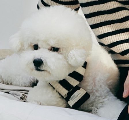 BubbleSaii_'s tweet image. มีแฟนถามถึงวีวี่

เซฮุน : วีวี่ดูเหมือนจะแก่ลง พอกลับถึงบ้านก็ไม่ค่อยออกมาแล้ว มักจะไปหลบอยู่ตามมุม ต้องเรียก “วีวี่!” น้องถึงจะยอมออกมา ดวงตาก็ดูขาวๆ คล้ายเป็นต้อกระจกเลย รู้สึกรู้สึกเจ็บปวดใจ

😭😭😭😭อย่าป่วยไปมากกว่านี้เลยนะเจ้าวีวี่ แข็งแรงๆนะ อยู่ด้วยกันกับพี่เซฮุนไปนานๆ