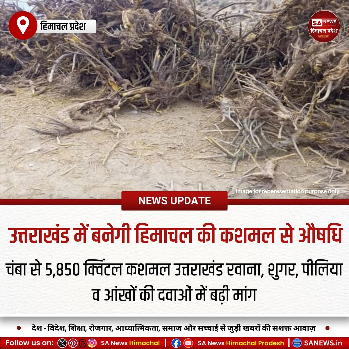 sanewshimachal's tweet image. चंबा, 21 जनवरी 2026:
हिमाचल के चंबा जिले में पाई जाने वाली कशमल अब उत्तराखंड के औषधि कारखानों में दवा निर्माण में उपयोग हो रही है। शुगर, पीलिया व आंखों के रोगों में प्रयुक्त कशमल की 5,850 क्विंटल खेप भेजी गई।
#Turmeric #Herbs #Ayurveda #Uttarakhand #Himachal