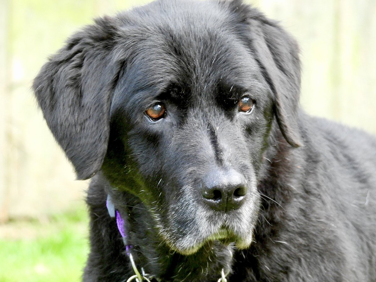 LogieTheDogie tweet media