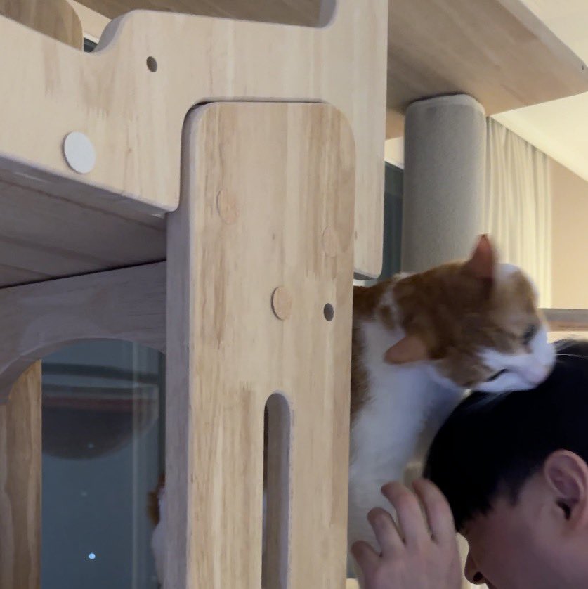 첫째랑 둘째가 머리채 잡고 싸우는데
이거 재합사 진행해야게쬬...