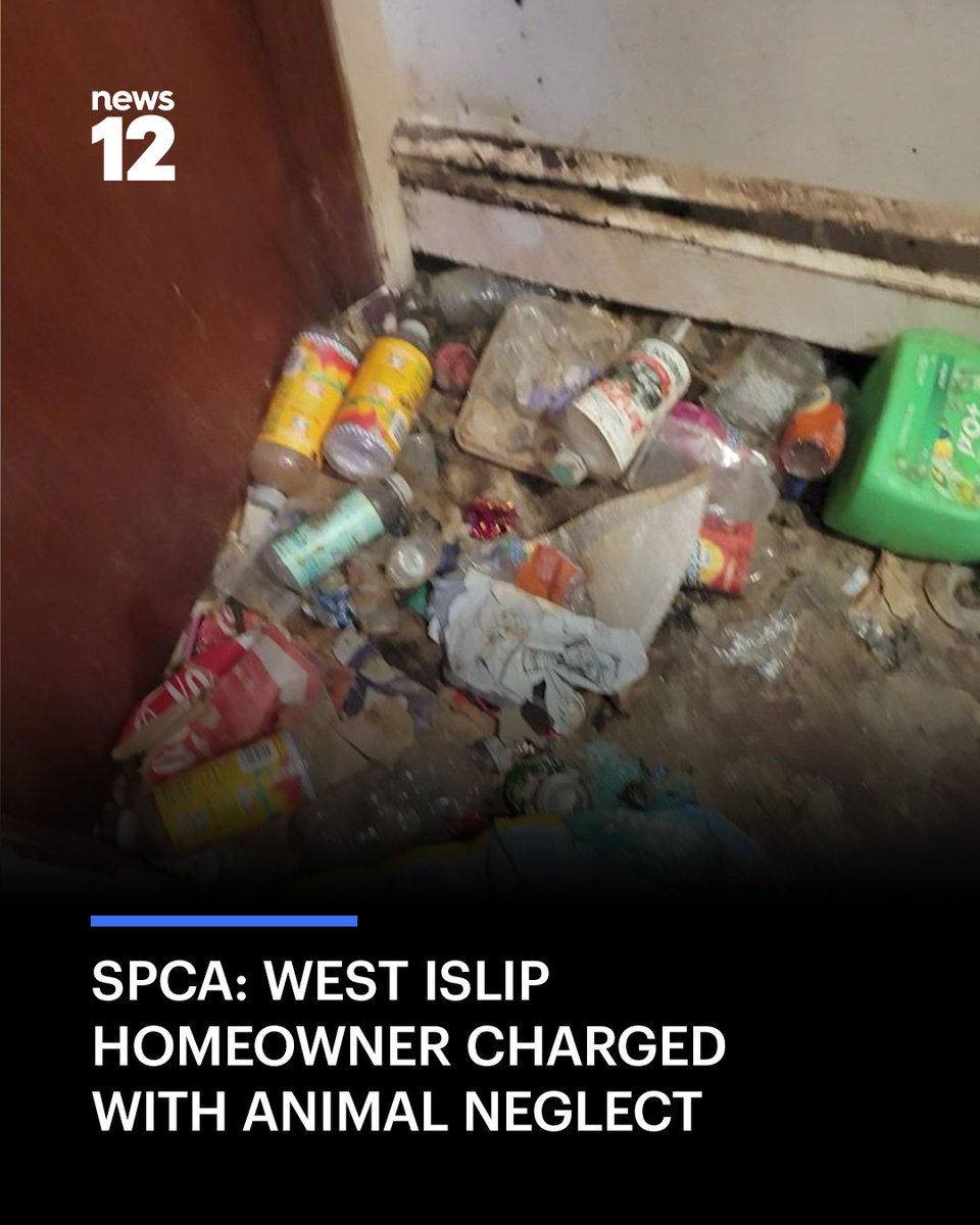 News12LI's tweet photo. JUST IN: Suffolk SPCA has charged a West Islip homeowner with animal neglect after more than 100 cats were rescued from inside. - https://t.co/DYh7VIGT9d
#News12LI #WestIslip https://t.co/1ywa60GP7Y