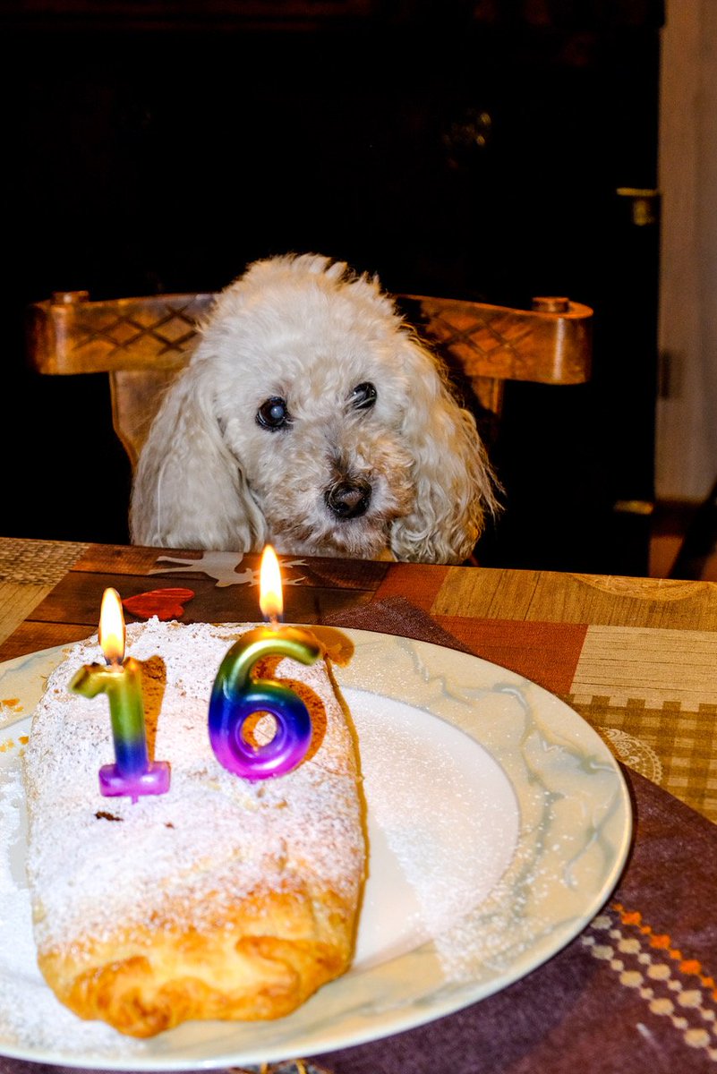 Tantissimi auguri bimba ❤️ mia ...e sono 16 candeline 🐩🎂!!