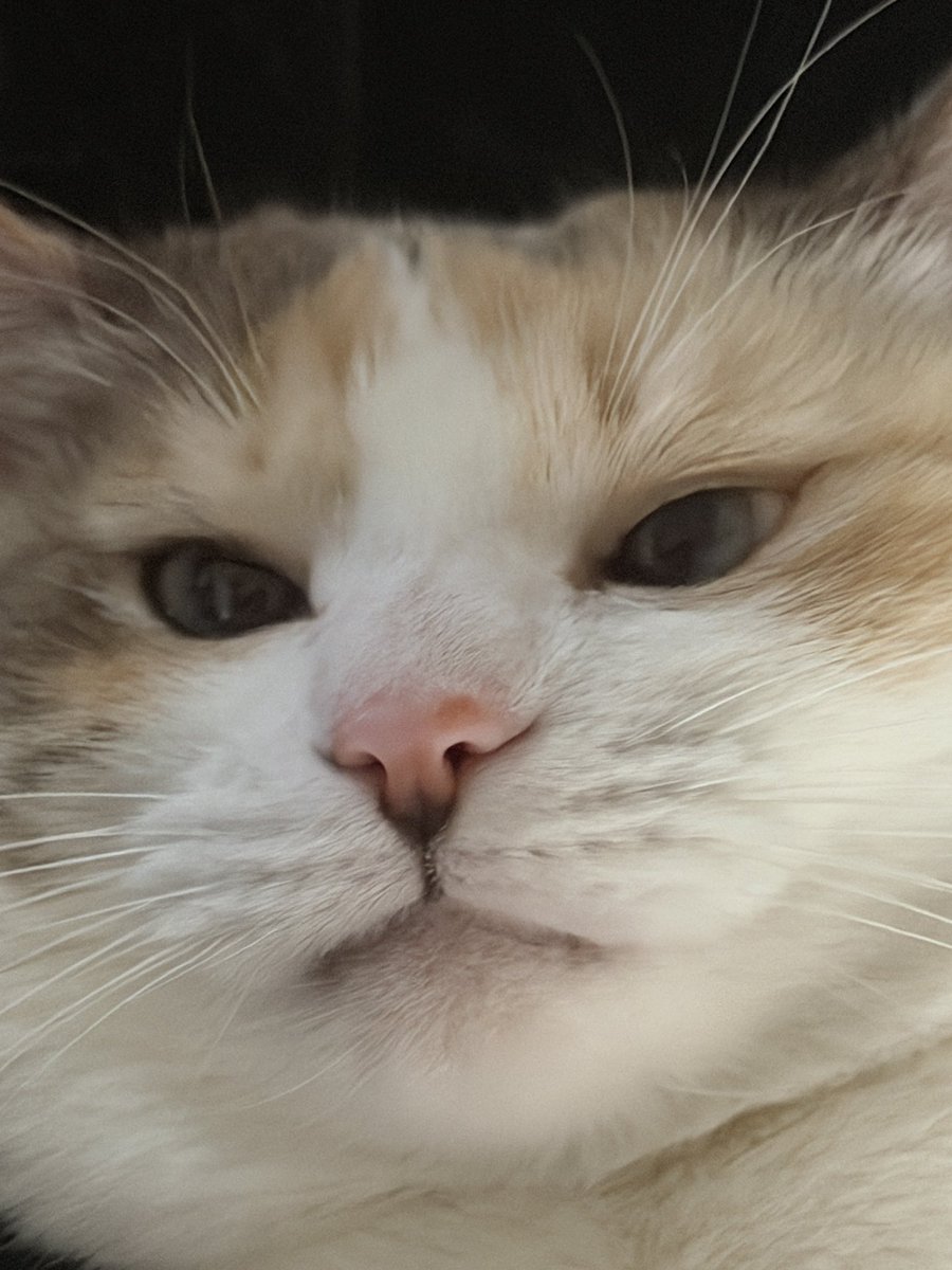 fatfatpankocat's tweet photo. https://t.co/g8pYzcWCPa